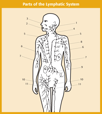"This diagram represents where key lymph nodes are situated throughout the 