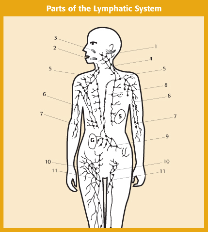 Lymph Nodes In Neck